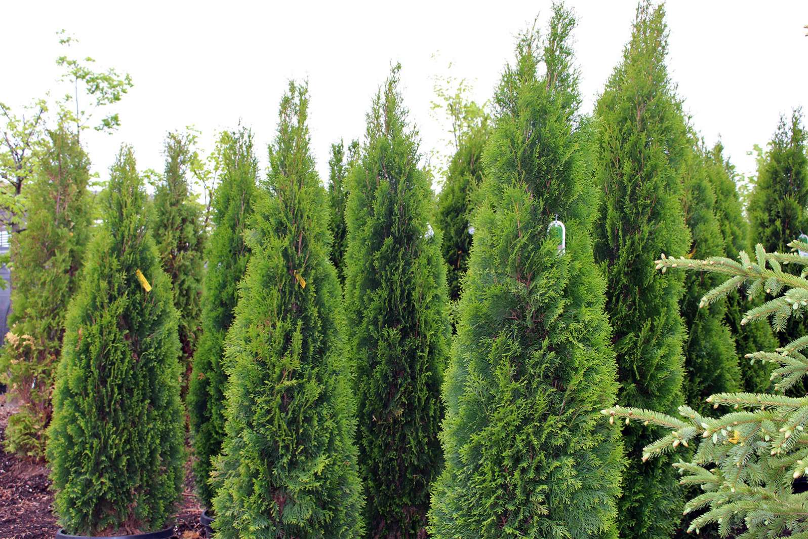 Evergreen Trees Pictures 20