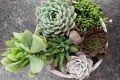 Mixed Succulent Bowl from Vande Hey Company