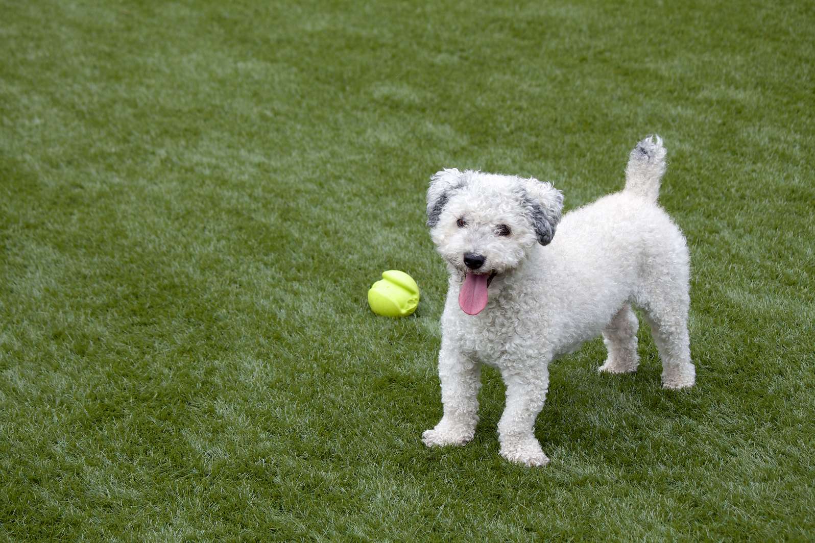 Synthetic Turf for Pets