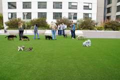 Commercial Pet Turf for Parks