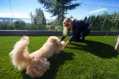 Synthetic Grass for Pets