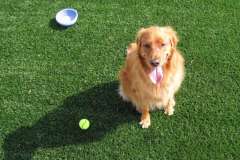 Artificial Turf Installed for Pets