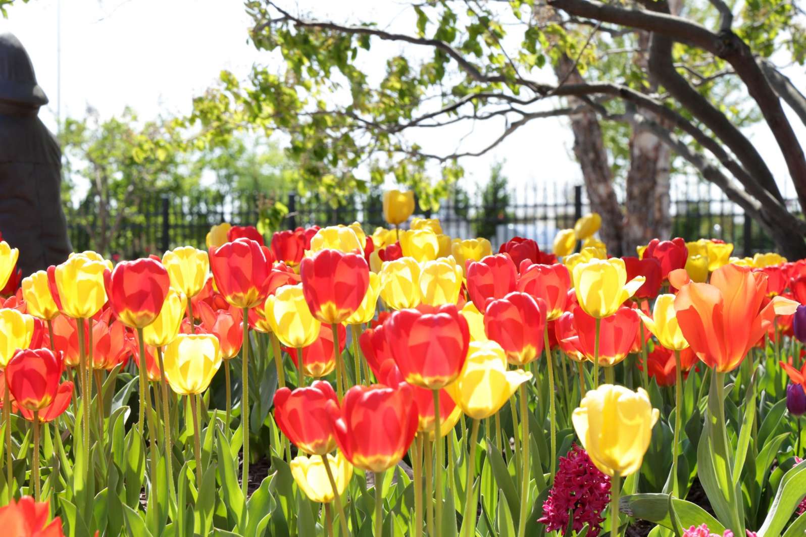 Spring Tulip Bulbs in Fox Cities, WI