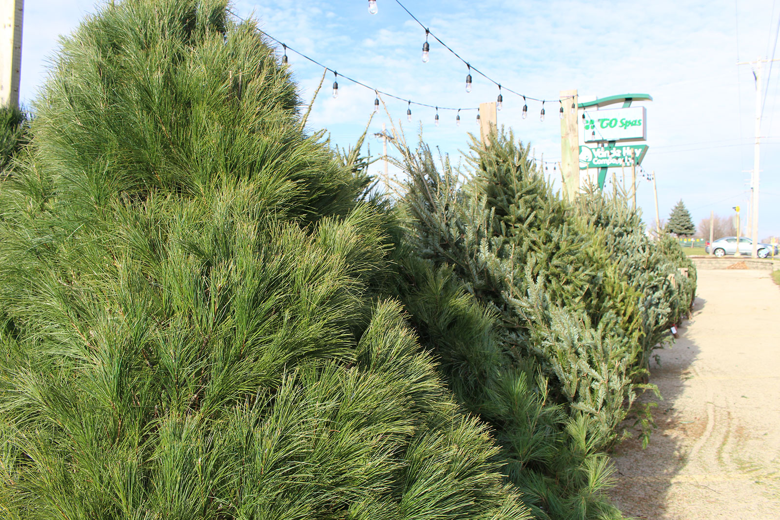 Picking the Perfect Christmas Tree!