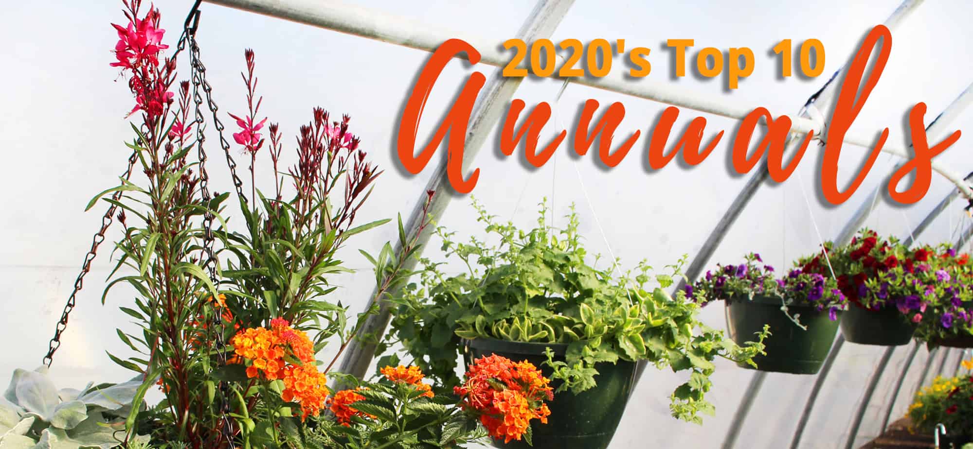 2020's Top 10 Annuals from Vande Hey Company