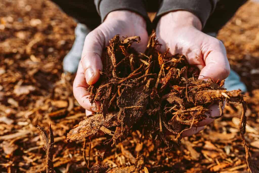 Mulching Around Trees for Better Growth and Protection.
