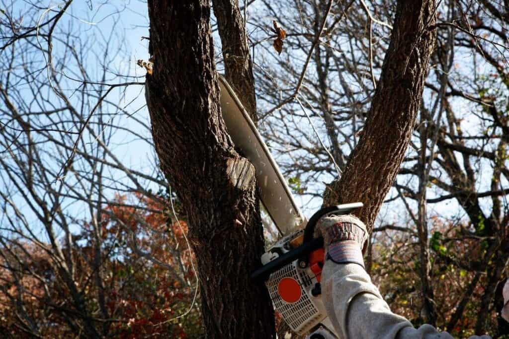 Tree pruning service using chainsaw for healthy yard trees.