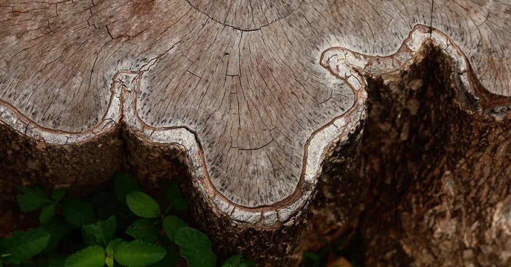 Close-up of a tree stump showing detailed growth rings and textured bark.