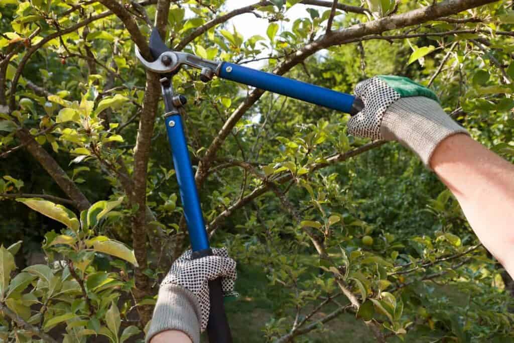 Pruning trees during winter promotes healthy growth and improves tree structure. Expert tree care by.