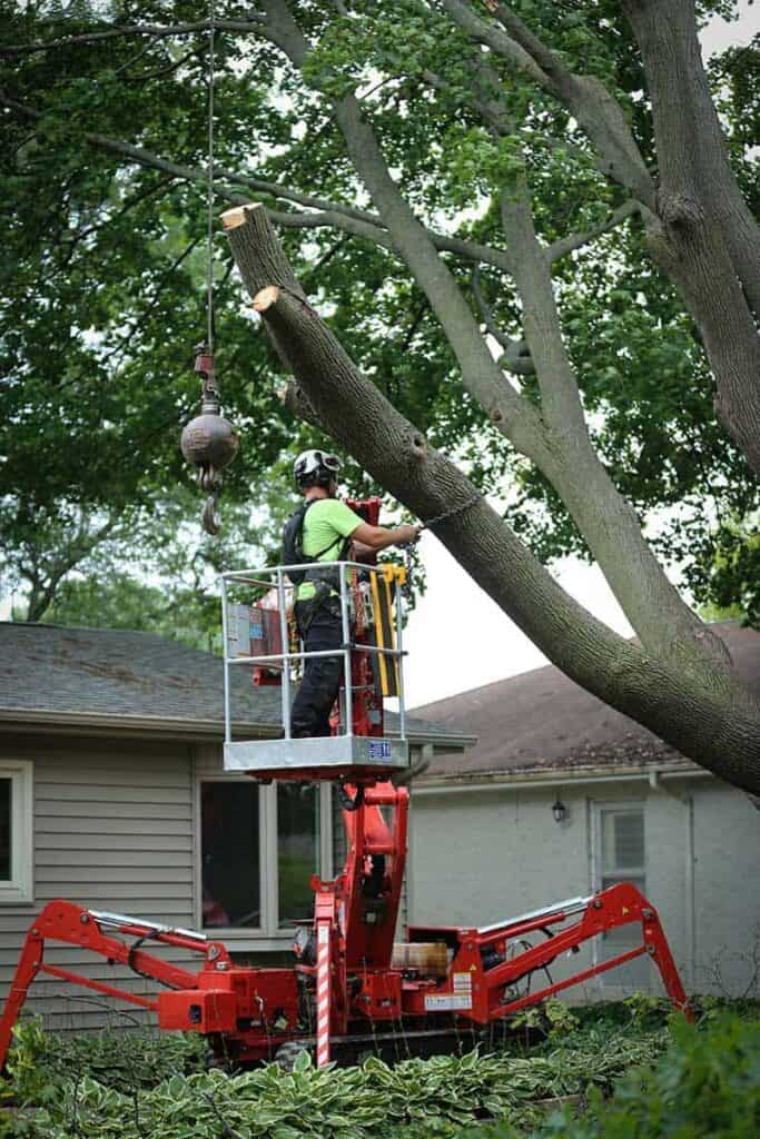 tree removal fox valley